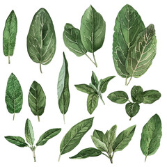 A watercolor painting of a set of sage leaves, isolated on a white background. Sage leaves vector.