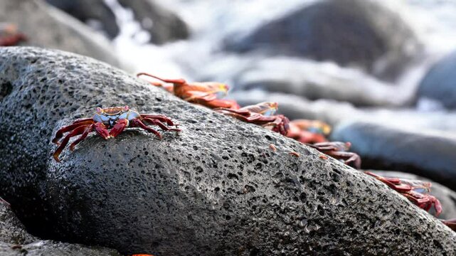 Sally lightfoot crab stands on a volcanic rock by the ocean in the galapagos islands, showcasing its vibrant colors