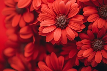 Vibrant red daisies clustered together show intricate petal details and rich color against a blurred backdrop.