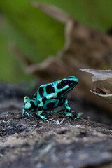Green and black poison dart frog in Costa Rica