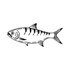 Hilsa, hilsha, ilisha design, labeled line and fill art a vector silhouette illustration.