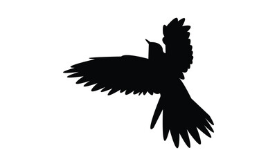 Cuckoo Silhouette Design  And Vector Illustration. 