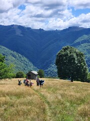 Carpathian Mountains
