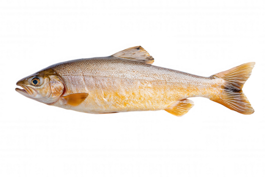 Orange Salmon Swimming Through Water Against Black Background