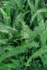 Beautiful fern leaf texture in nature, selective focus.