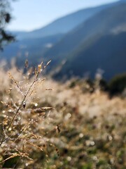 Carpathian Mountains