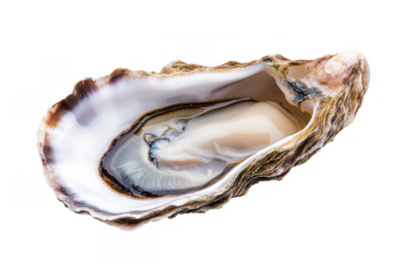Lustrous Pearl Within Open Oyster Shell, Close-Up Clinical Shot
