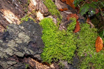 Bright green moss growing on decaying log in forest