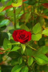 Vertical shot of superb dark red rose in center of frame in summer flower garden against background of dense foliage of bushes and their branches. Floriculture, affordable living and natural beauty