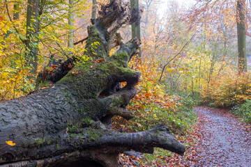 Fallen tree covered with moss in autumn forest path