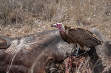 Obraz premium Hooded Vulture perched on and feeding on a dead buffalo