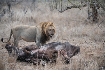 Black maned lion standing over the carcass of his recently killed African buffalo 