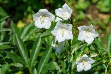 Close-up white bell flowers Campanula persicifolia (peach-leaved bellflower)in spring garden as background. Colorful campanula flowers with white Gentle bells