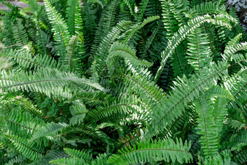 Beautiful fern leaf texture in nature, selective focus.