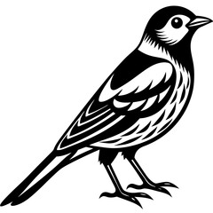 Bird Vector on White Background