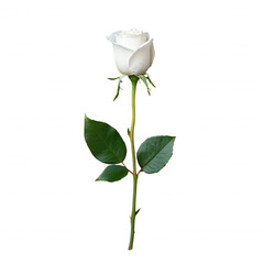 Simplified Elegance: Monochromatic White Rose Centerpiece