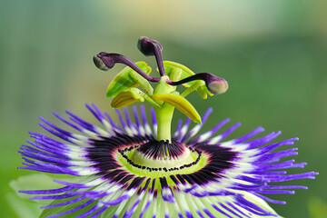 Close up photo of a flower of passiflora.