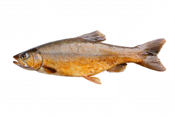 Brown Trout with Vibrant Orange Body Swimming in Shallow Water