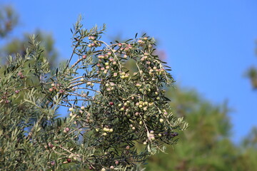 olive tree branch with ripening olives