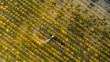 Watering flowers in Sadec flower village
