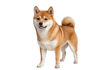 Smiling Shiba Inu Dog isolated on transparent background. png file