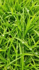 Fresh green grass covered with glistening morning dew drops, creating a refreshing and vibrant scene, natural beauty