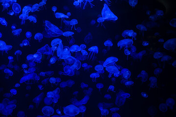 jellyfish at aquarium, dangerous animals