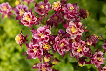 Pink and burgundy columbine flowers blooming in garden