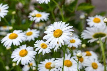 Fototapeta premium Hoverfly exploring a field of white daisies in bloom