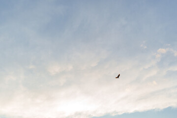 Golden Hour Skies and a Soaring Bird