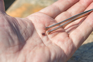 The tick Ixodes ricinus crawling on human skin. Encephalitis tick.