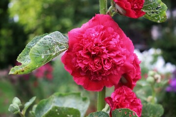 closeup of a pink filled hollyhock