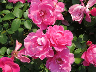 pink rose bush in garden