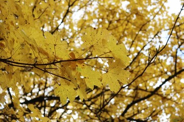 golden autumn leaves on a tree