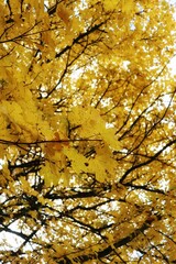 golden autumn leaves on a tree