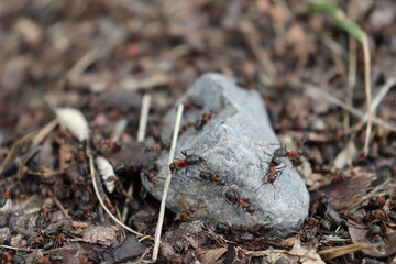 wood ant on a stone