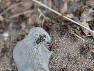 wood ant on a stone