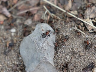 wood ant on a stone