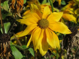 closeup of a black eyed susan