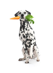 Adorable Dalmatian dog with fresh carrot on white background