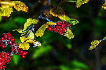 Fragrant sumac bush blooms in the park. Sumac fruits close-up.
