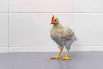 White Chick is standing on purple gray table in outdoor light.