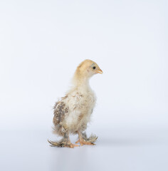 Portrait of cute baby chick Cochin on white background. Mini Cochin chicken has a small round shape and has feathers on its feet.