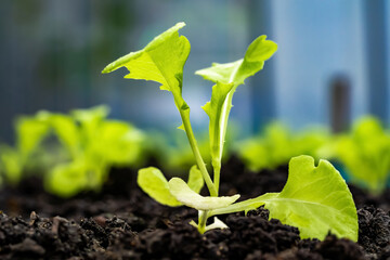 Close up of a sprout planted in the soil for planting. The stems of kale sprouts growing on the soil. Soil for cultivation is a contains nutrients for growth plant.