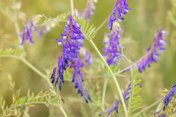 Tufted vetch blooming in spring meadow: purple wildflowers growing in nature