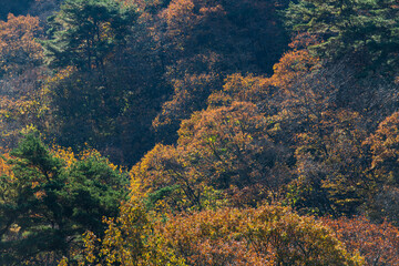 Obraz premium mountain in autumn