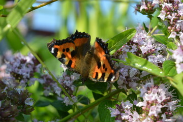 Butterfly on oregano flowers close up on blurred green background in garden in summer