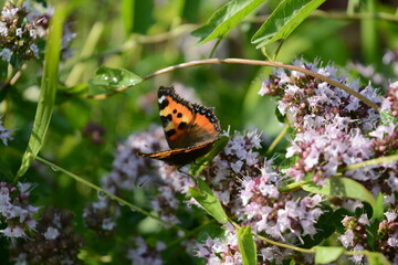 Butterfly on oregano flowers on a blurred green background in the garden in summer
