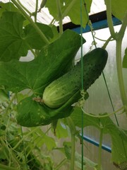 Obraz premium Cucumber lies on green leaves in a greenhouse in summer