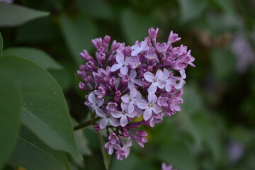 Beautiful lilac inflorescence of lilac on a background of green leaves in the garden in summer